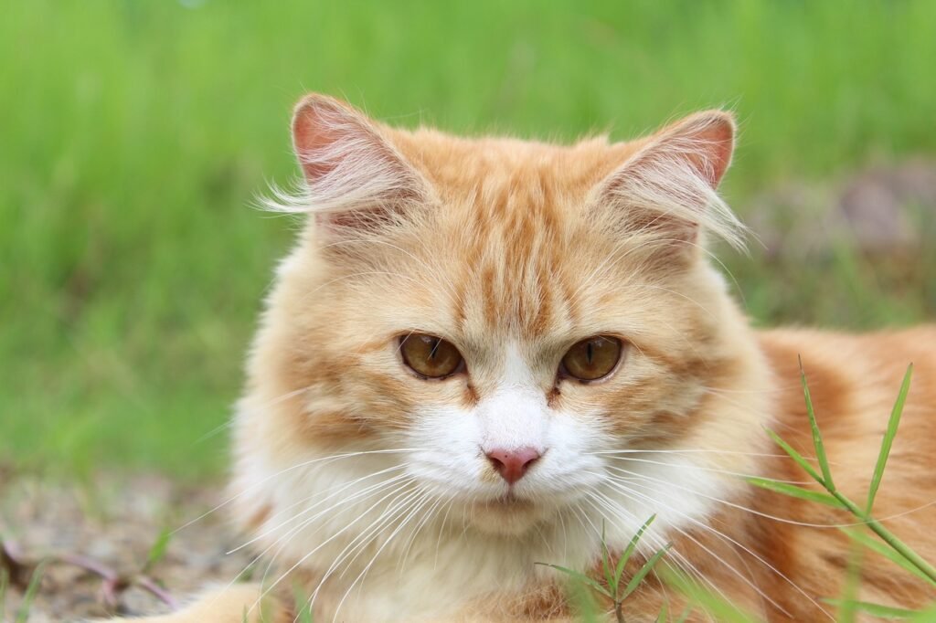Domestic Cats Can’t Roar and Big Cats Can’t Purr