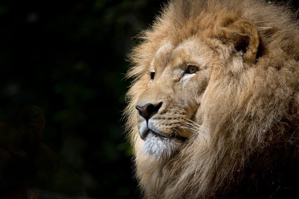 How Big Cats Are Tracked and Studied in the Wild