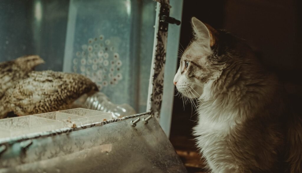 A domestic cat intensely observes caged birds, showcasing a natural predatory instinct.