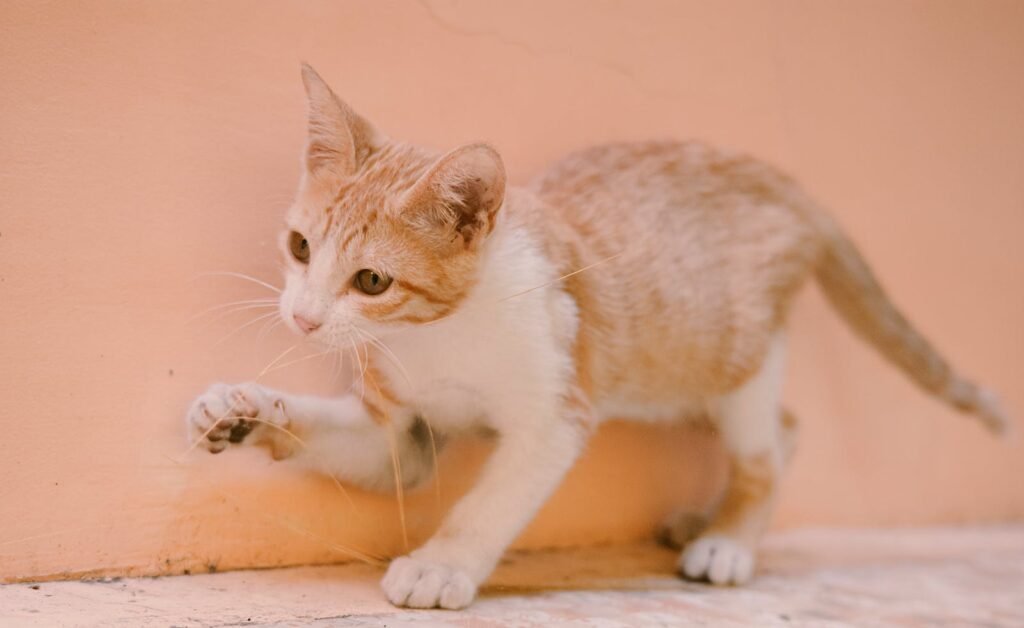 Close-up of a playful ginger and white kitten with a blurred background.