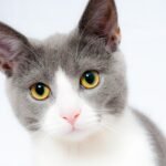 cat, nature, pet, animal, face, whiskers, fur, domestic cat, feline, mammal, cute, furry, fluffy, portrait, cat, cat, cat, cat, cat