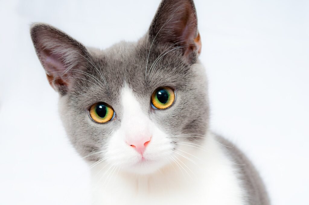 Why Domestic Cats Are Attracted to Sunlight and Warmth