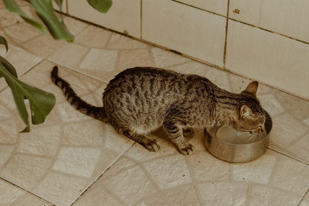 Adorable tabby cat quenching thirst from a stainless steel bowl on a tiled floor indoors.