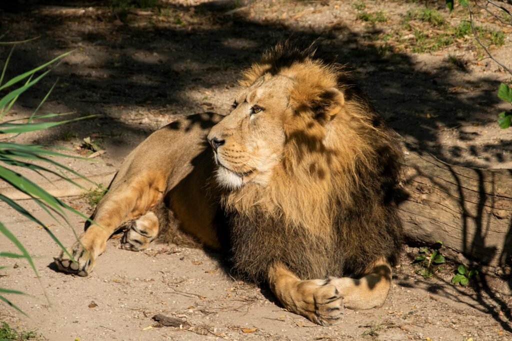 A majestic lion lies in the sunlight, capturing the essence of the wild.