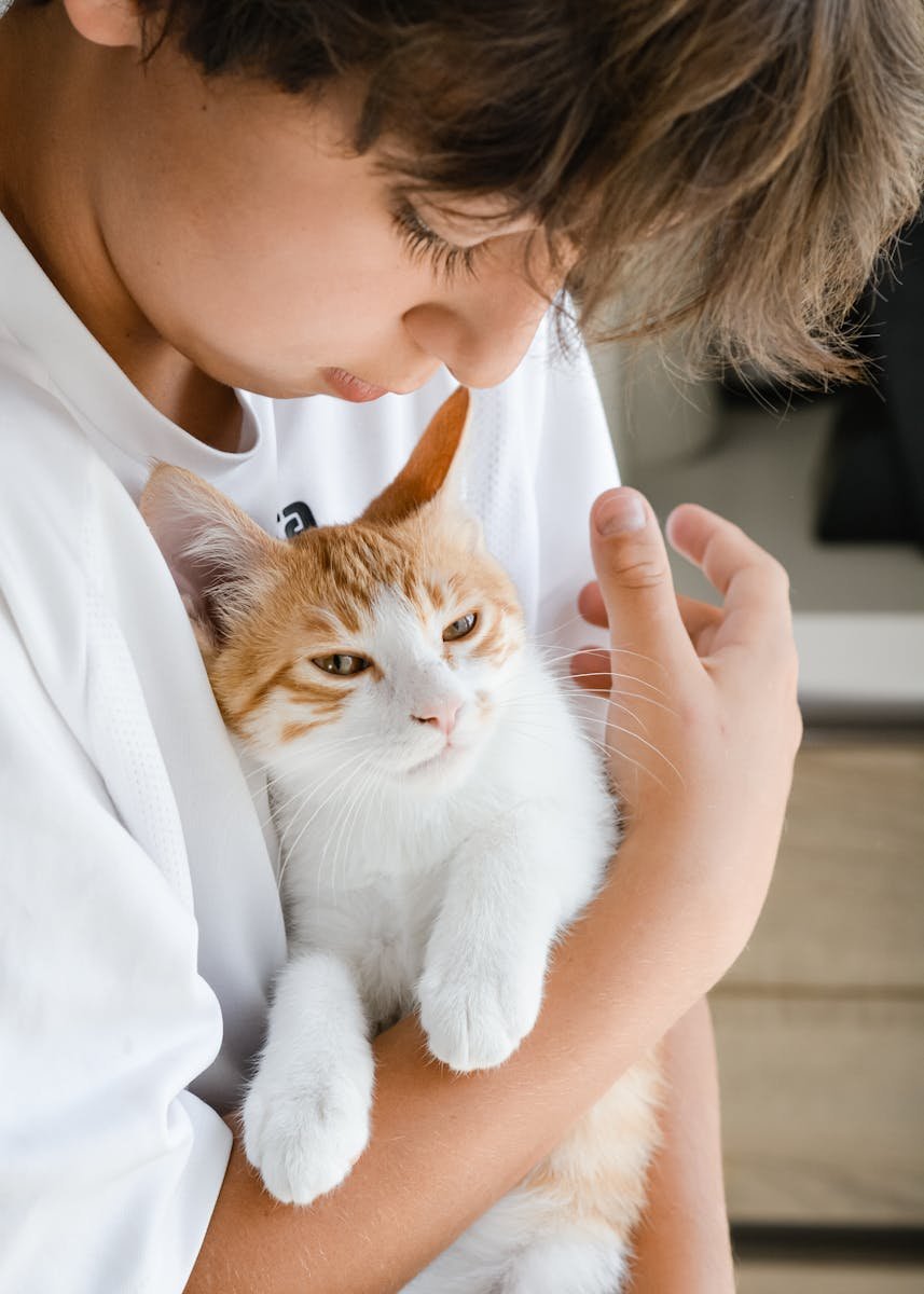 A child gently cuddling a calm white and ginger cat indoors, showcasing a tender moment.
