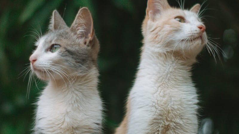 Two kittens, one gray and one orange, are standing side by side, looking up at something in the distance. Both appear alert and curious, with their fur slightly ruffled.
