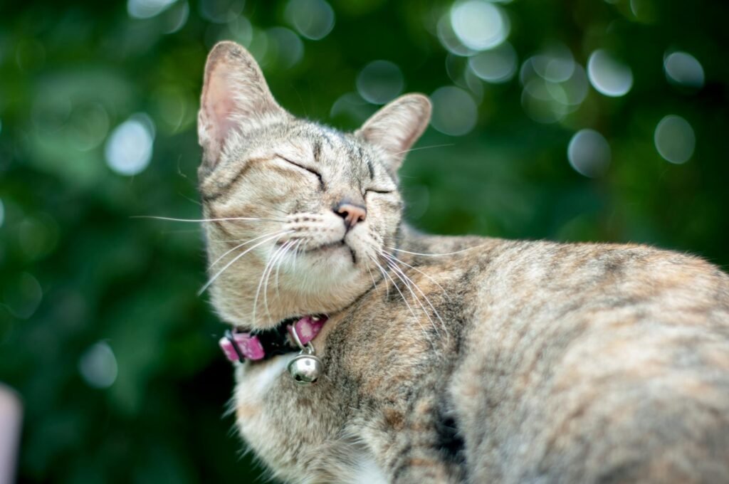 A serene tabby cat with closed eyes, basking in sunlight against a blurred green background.