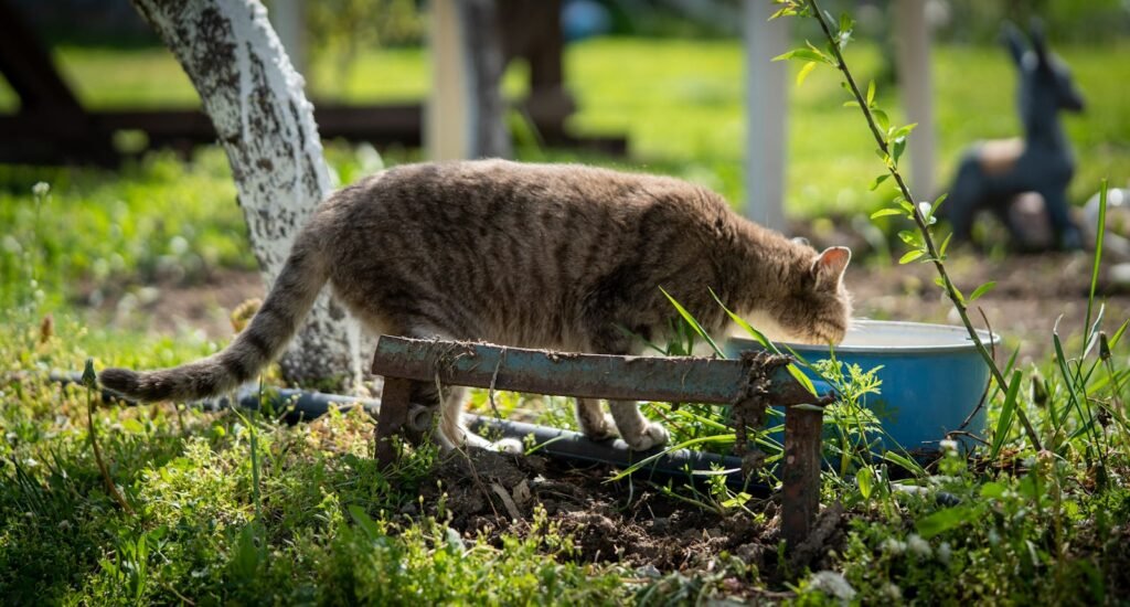 A tabby cat drinking water from a blue bowl in a sunny garden setting.