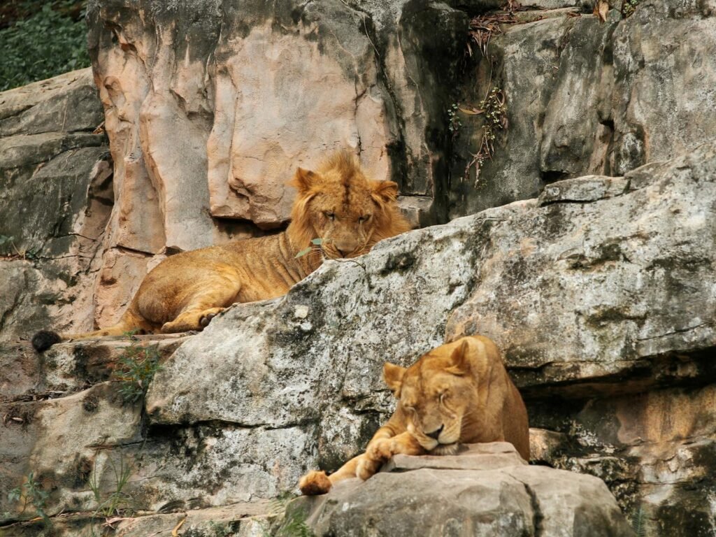 Two lions resting on rocky terrain, showcasing their majestic presence in a zoo setting.