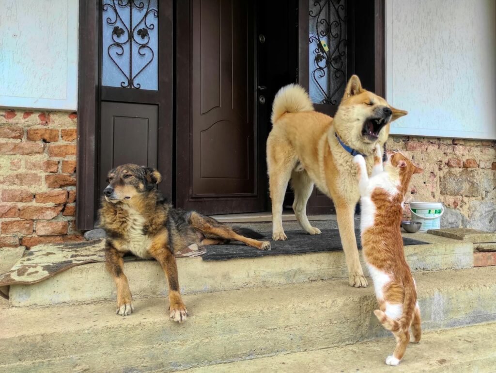 A playful cat and two dogs interact on rustic concrete steps by a wooden door.