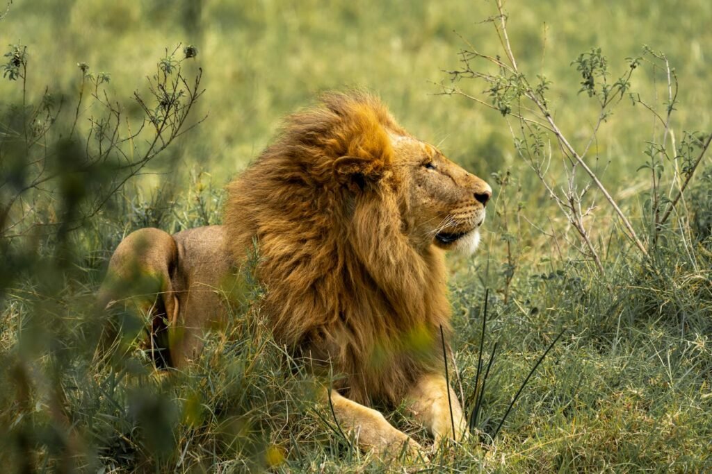 A majestic lion resting amidst the grassland, showcasing the serene beauty of African wildlife.