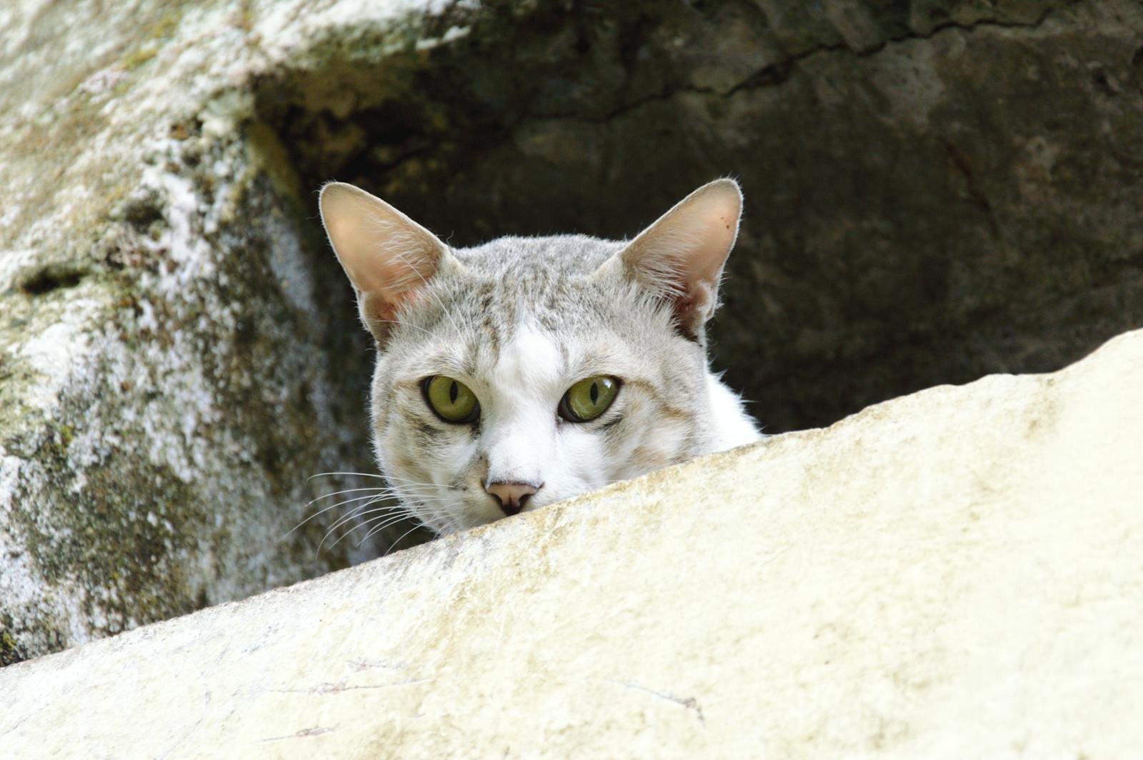 Photo by Ravi Kant Cats see: A curious cat with green eyes peeks over a rock, captured in a natural setting.
