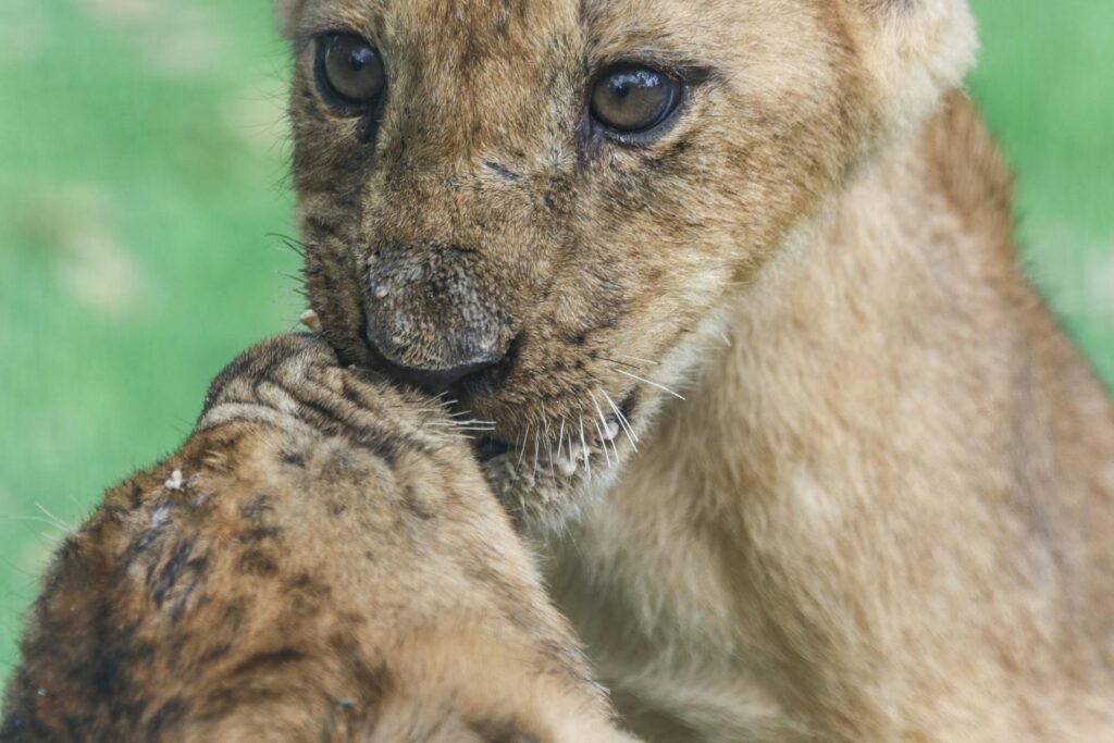 Two lion cubs playing affectionately on a sunny day in the wild.