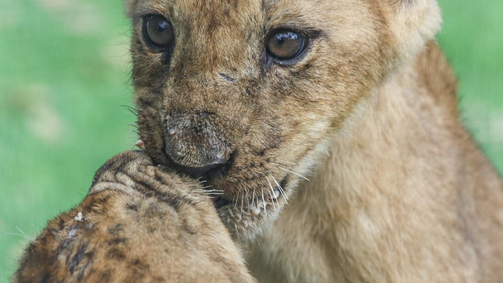 Two lion cubs are gently rubbing their faces together in an affectionate manner, with their eyes locked in a soft interaction. Their fur is slightly tousled, and they are close to each other.