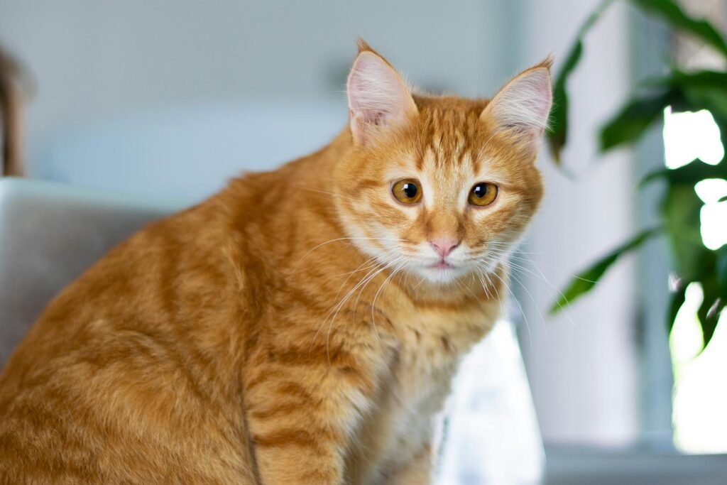 Close-up of a cute orange tabby cat looking alert indoors.