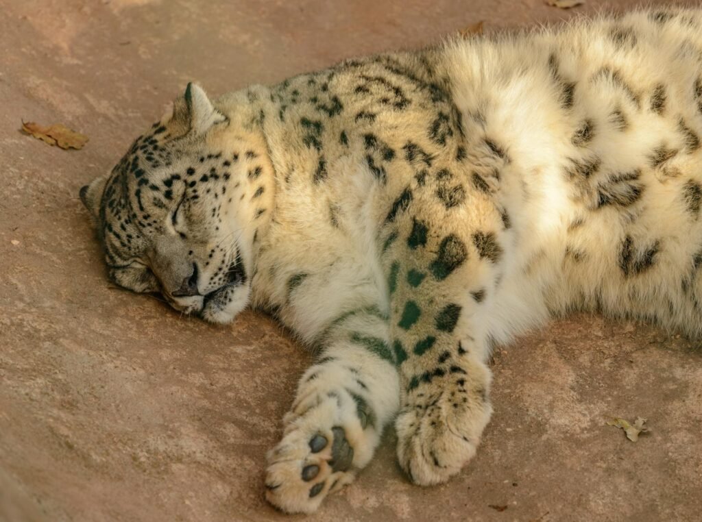 harsh environment; Snow leopard resting peacefully on the ground, showcasing its spotted fur.