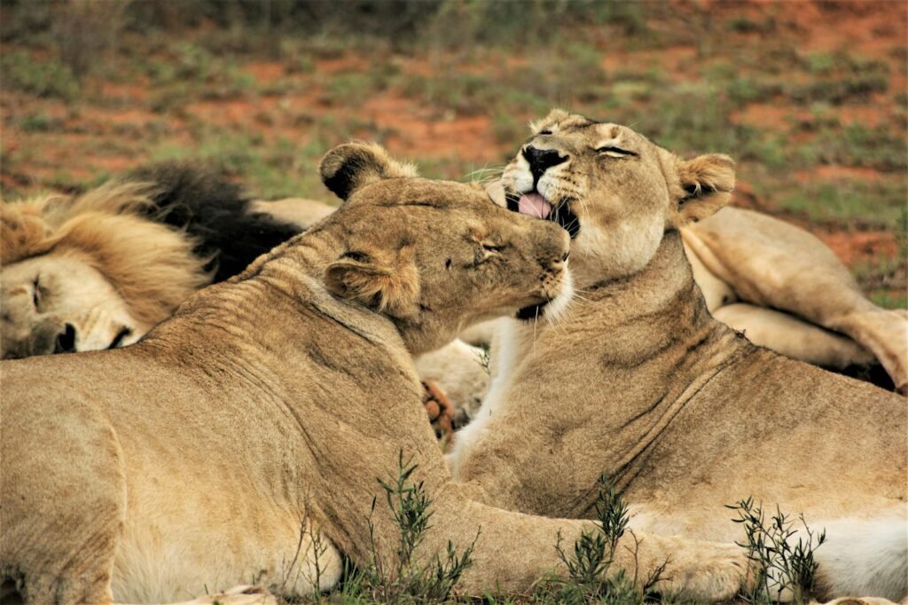 Cat Weather Lionesses grooming each other in a natural habitat setting, showcasing their social behavior.