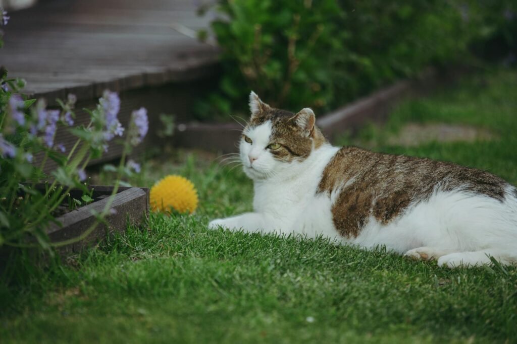 A tranquil scene of a cat resting in a grassy garden with flowers and a yellow ball.