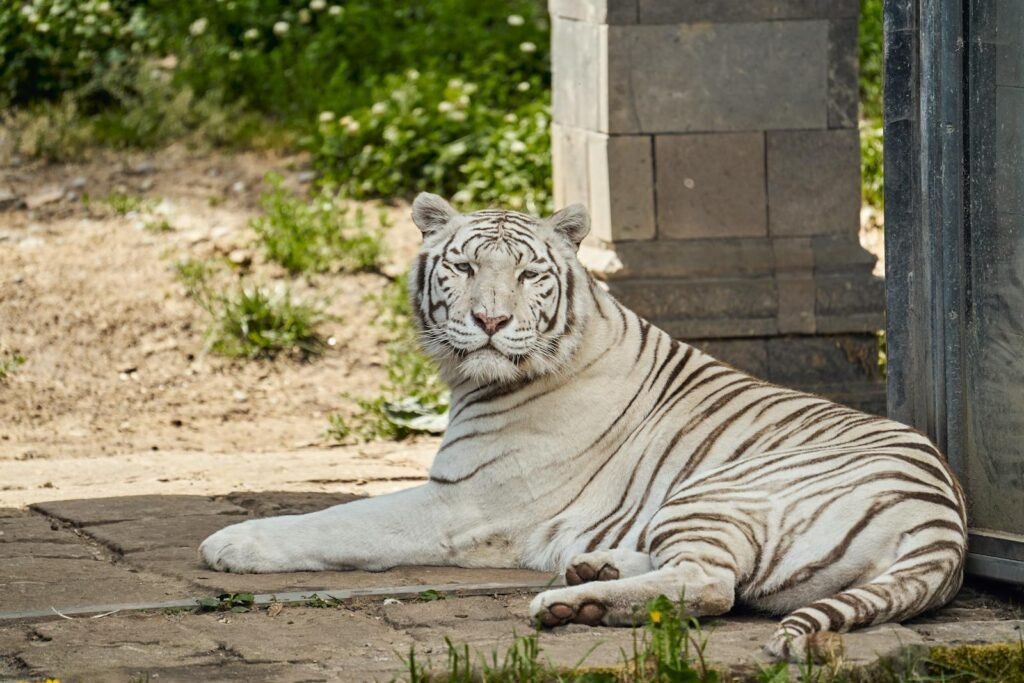 A serene white tiger lounging outdoors, showcasing its striking striped coat in a natural setting.