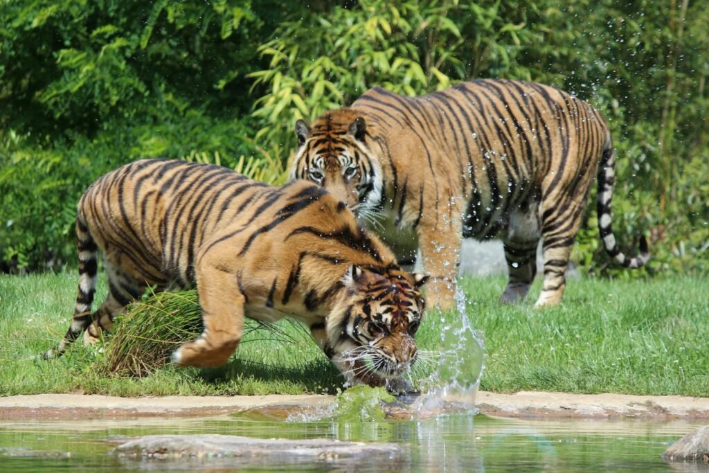 Two tigers play near a water body, showcasing wildlife behavior in a natural setting.
