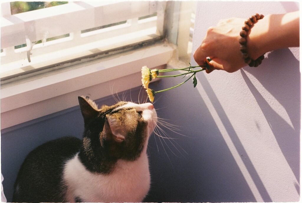 cat perception: A curious tabby cat sniffing yellow flowers held by a hand by the window.
