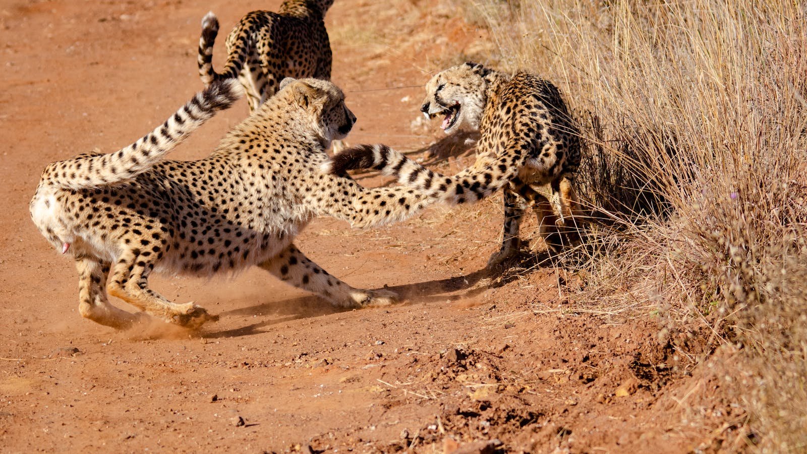 Photo by Steward Masweneng Cheetahs playfully interacting in a natural habitat on a dusty trail.
