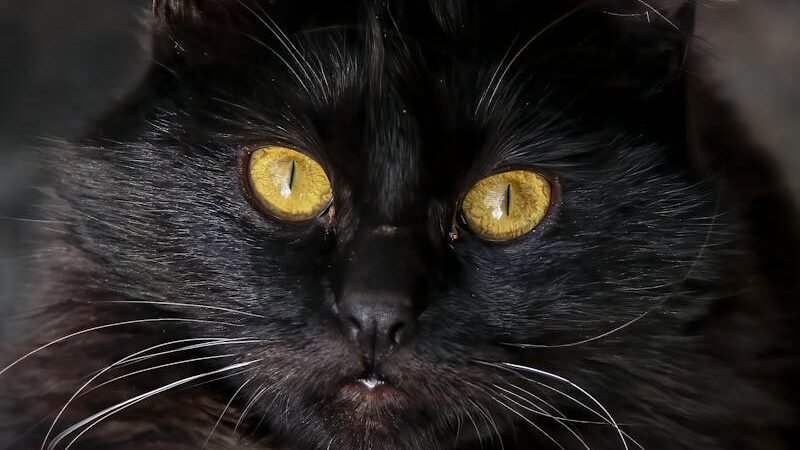 A close-up of a black cat with piercing yellow eyes and long whiskers, exuding an intense and mysterious presence in a dimly lit setting.