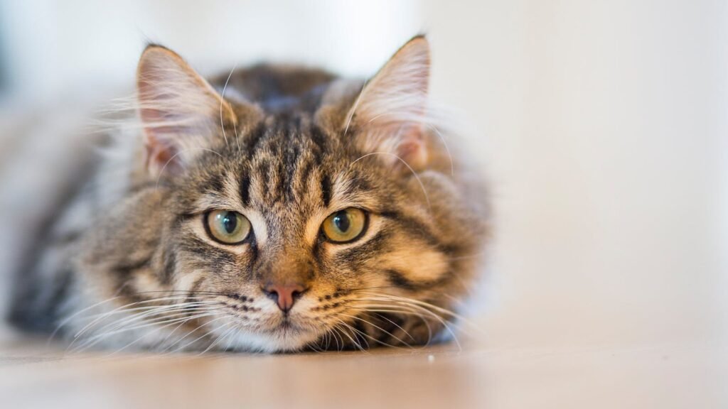 Diets for Keeping Indoor Cats