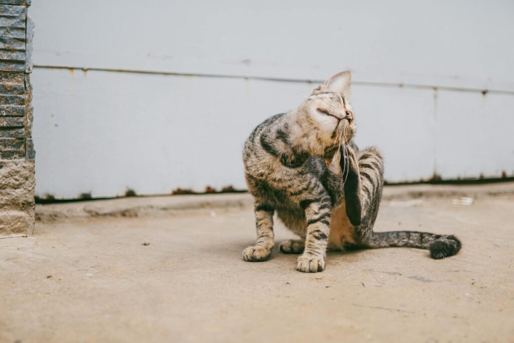 A cute tabby cat scratches its face while sitting outdoors on a concrete surface, showcasing its playful nature.
