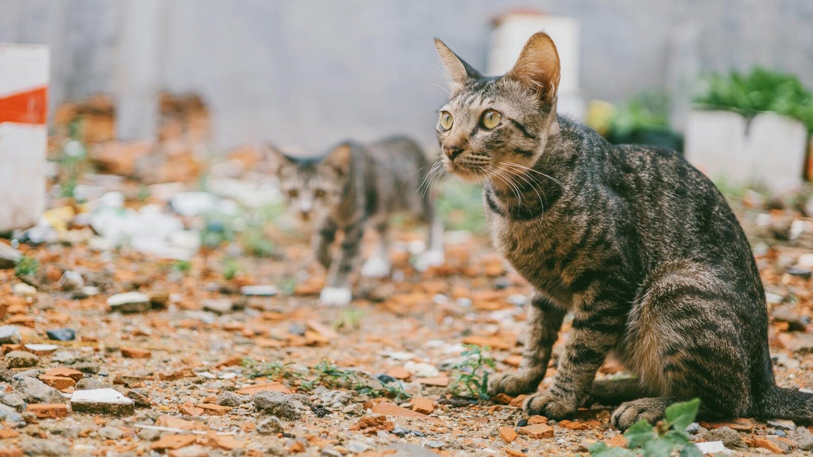 Two tabby cats in an outdoor environment surrounded by dry leaves, highlighting how surroundings influence feline behavior and adaptation.