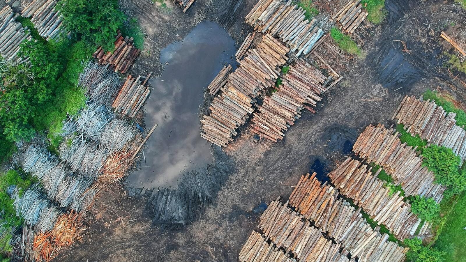 An aerial view of deforestation shows stacks of cut logs surrounded by patches of green, highlighting the impact of habitat loss on wildlife.