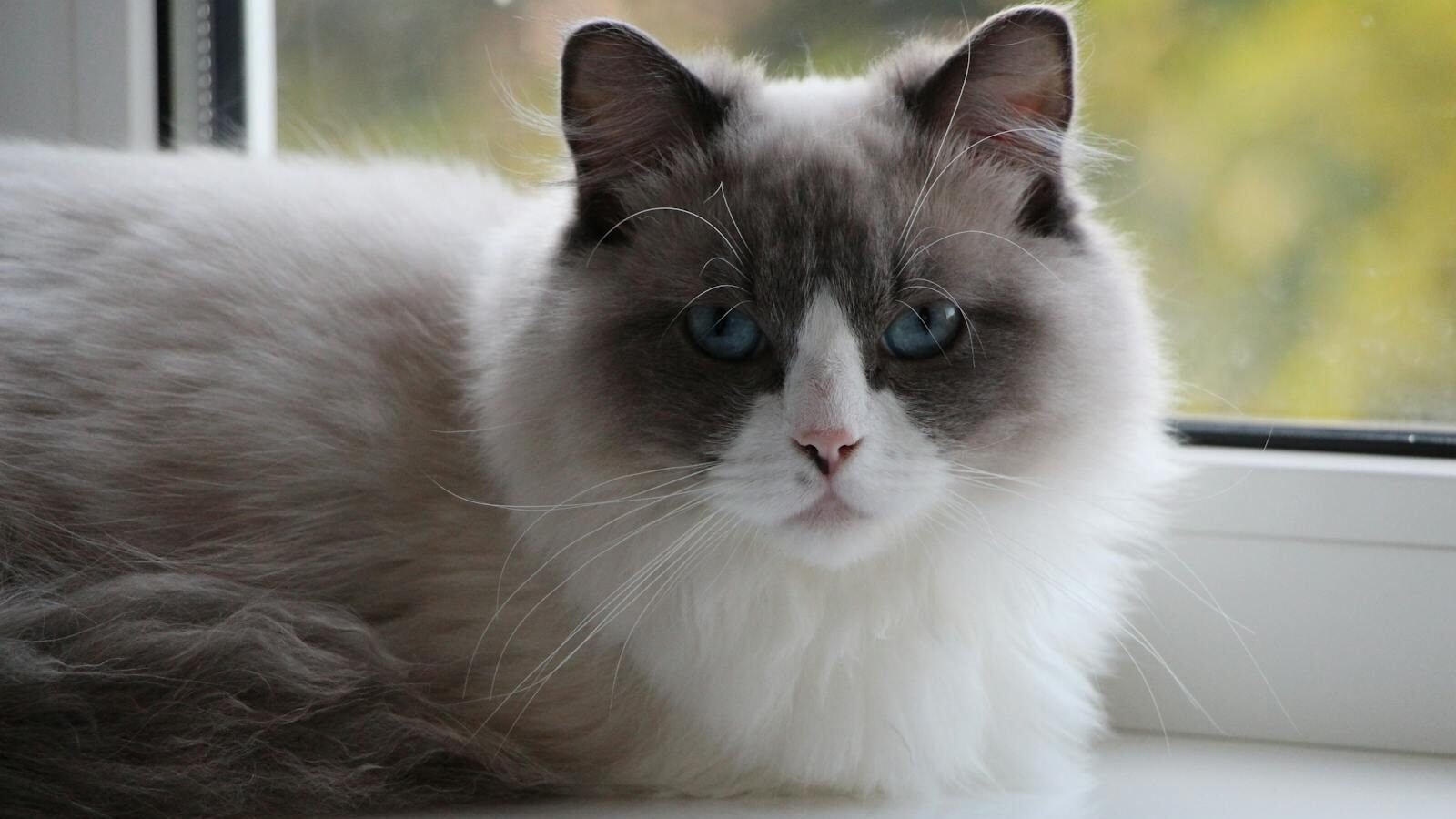 A fluffy Ragdoll cat with striking blue eyes and a soft coat lounges by a window, gazing calmly with an affectionate expression.