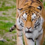 How Conservationists Are Using AI to Protect Endangered Big Cats