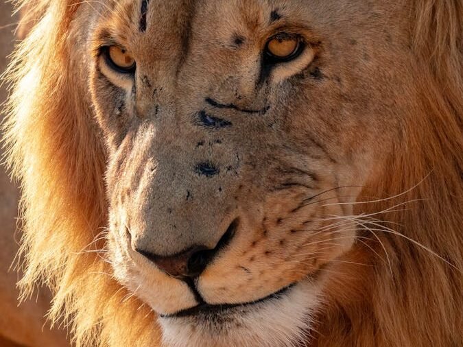 Close-up portrait of a powerful African lion in South Africa, showcasing its majestic appearance.