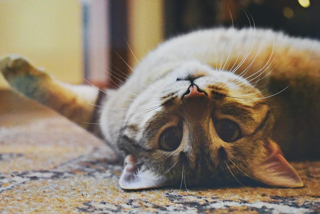 Cat Affection Cute domestic cat lying upside down on a carpet with whiskers showing, looking playful and relaxed.