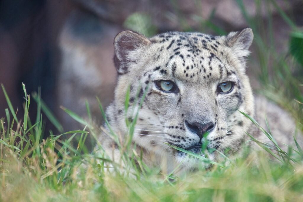 harsh environment: A serene close-up of a snow leopard resting in lush green grass, showcasing its elusive beauty.