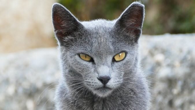 A sleek and elegant Russian Blue cat with a dense blue-gray coat and striking yellow eyes sits calmly, exuding a composed and intelligent demeanor.