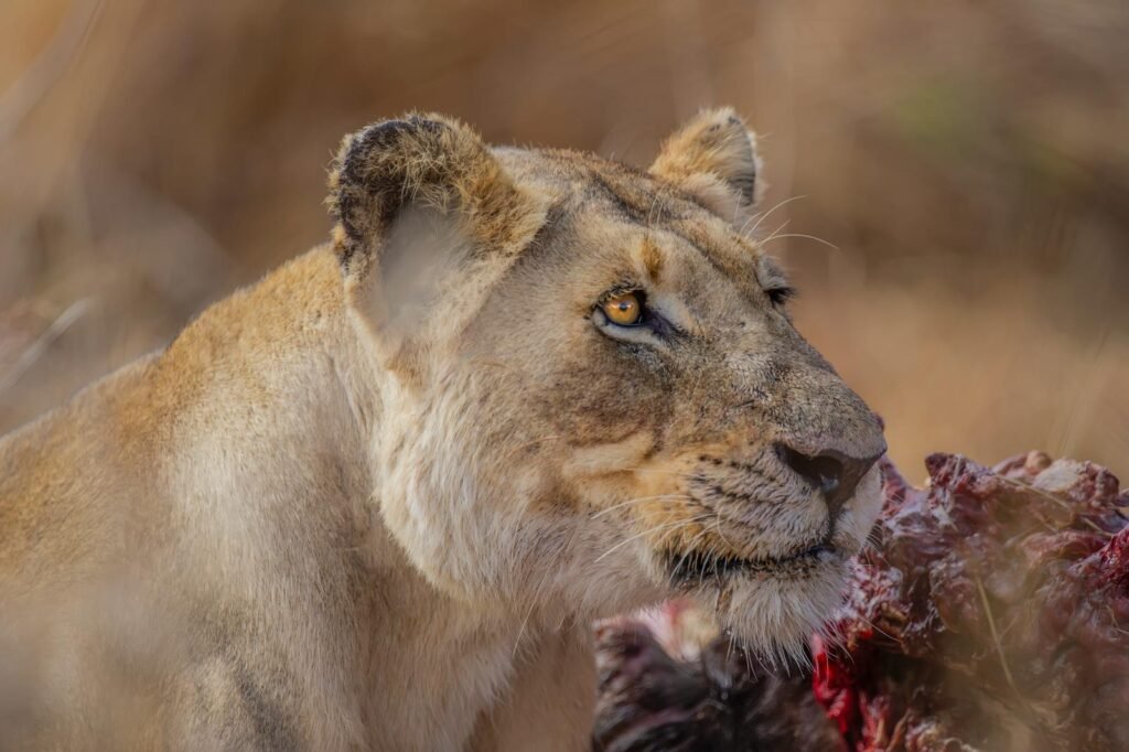 Cat Adapt A lioness closely captured while feeding, showcasing its natural habitat in South Africa.