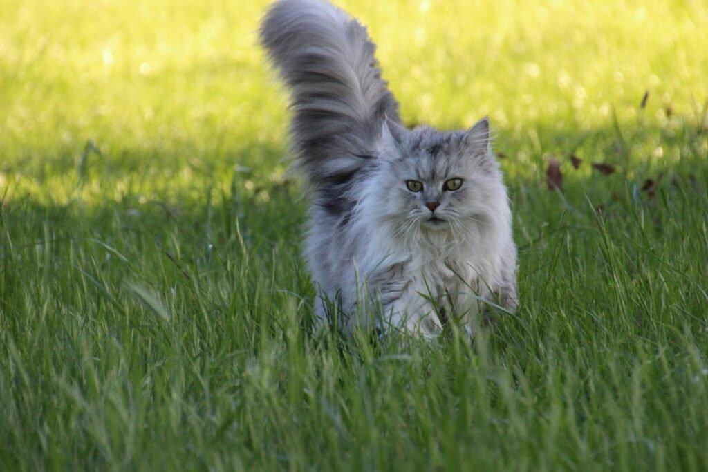 Introduce a New Cat 
