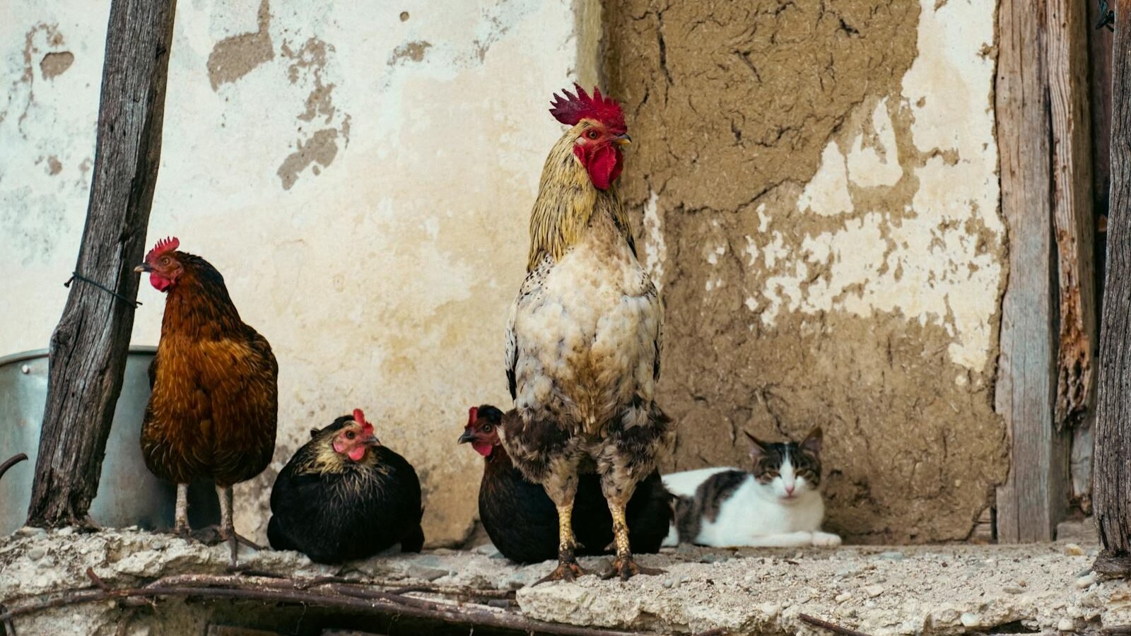 A cat is lying on a wooden surface beside a group of chickens. The cat is calmly observing the chickens, who are perched nearby.