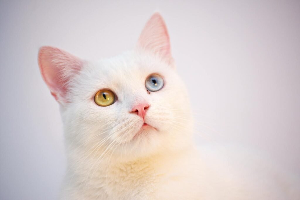 A fluffy white cat with one blue and one yellow eye, showcasing its striking heterochromia.
