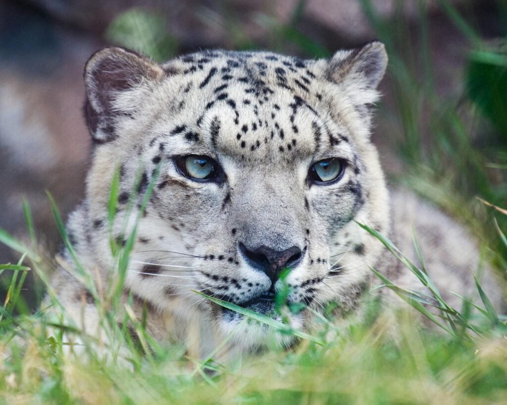 climate change: Intimate close-up of a snow leopard (Panthera uncia) resting in grass.