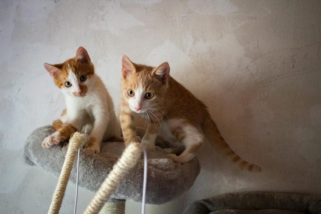 Two cute tabby kittens playfully exploring a cat tree indoors.