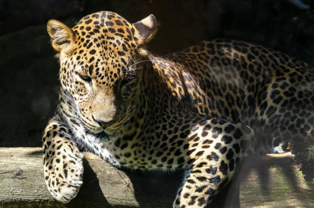 cat stories: Close-up of a leopard relaxing in the jungle sunlight, showcasing its spotted fur.