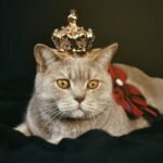 Discover the regal charm of a cat wearing a crown, showcasing its majestic and playful side. Explore the world of feline royalty and the personality behind this iconic pose.
