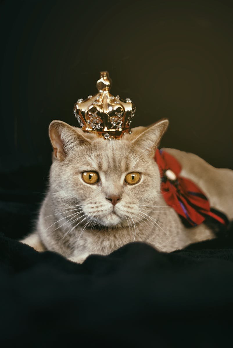Discover the regal charm of a cat wearing a crown, showcasing its majestic and playful side. Explore the world of feline royalty and the personality behind this iconic pose.