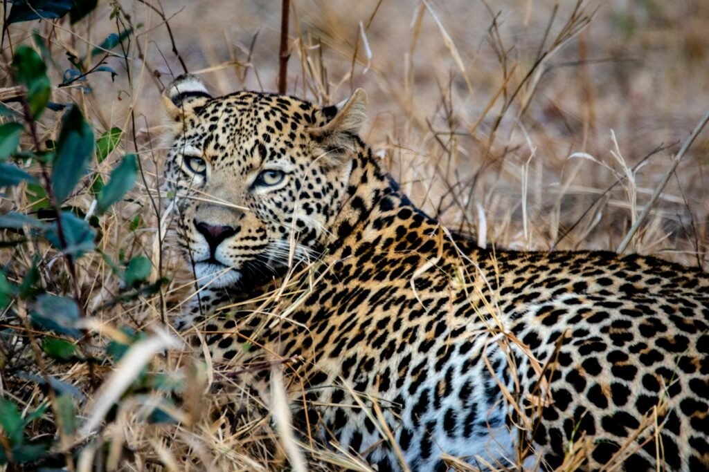 Big Cat Unique Adaptations Intense close-up of a leopard lying in dry grass, showcasing its elegant spotted coat.