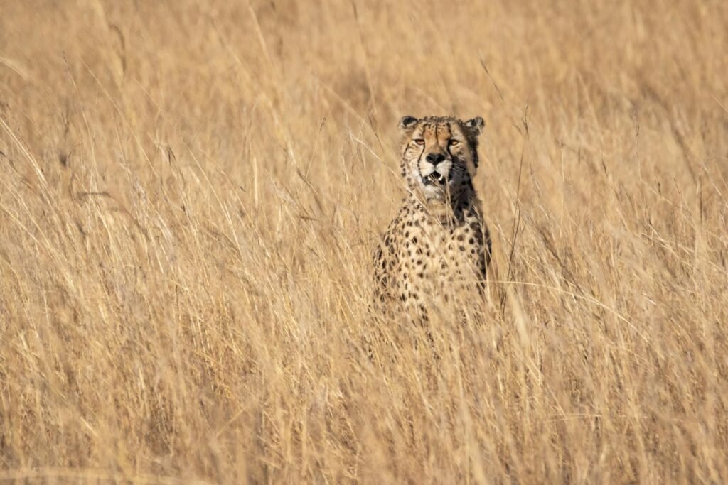 A cheetah sitting upright in tall golden grass, blending seamlessly into the dry savanna landscape, showcasing its natural camouflage and spotted coat pattern.
