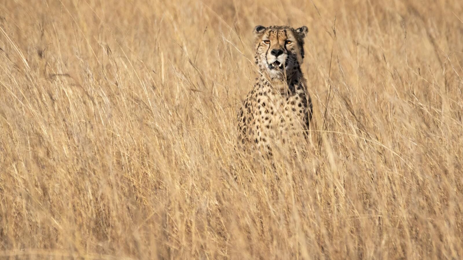 A cheetah sitting upright in tall golden grass, blending seamlessly into the dry savanna landscape, showcasing its natural camouflage and spotted coat pattern.