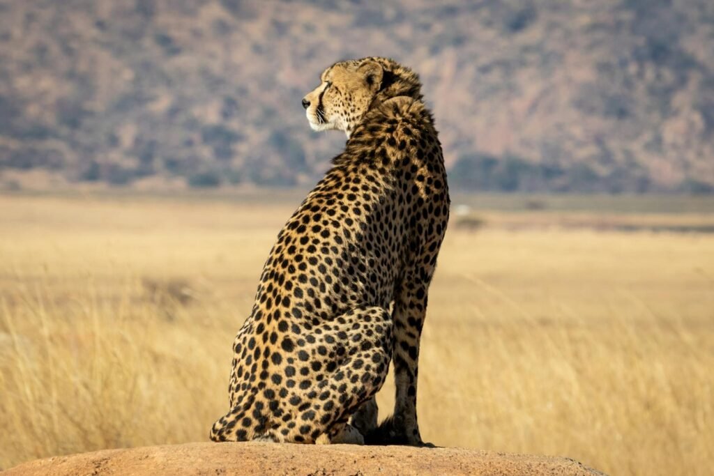 Cheetah sitting on a rock in the sunlit African savanna. (Acinonyx jubatus)